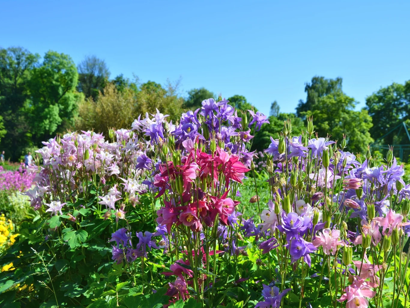 W kwietniu możemy siać orliki pospolite (Aquilegia vulgaris). Kolorowe kwiaty orlików w pełnym rozkwicie, dominujące odcienie różu i fioletu otoczone zielenią, na tle jasnoniebieskiego, bezchmurnego nieba i drzewa w oddali.