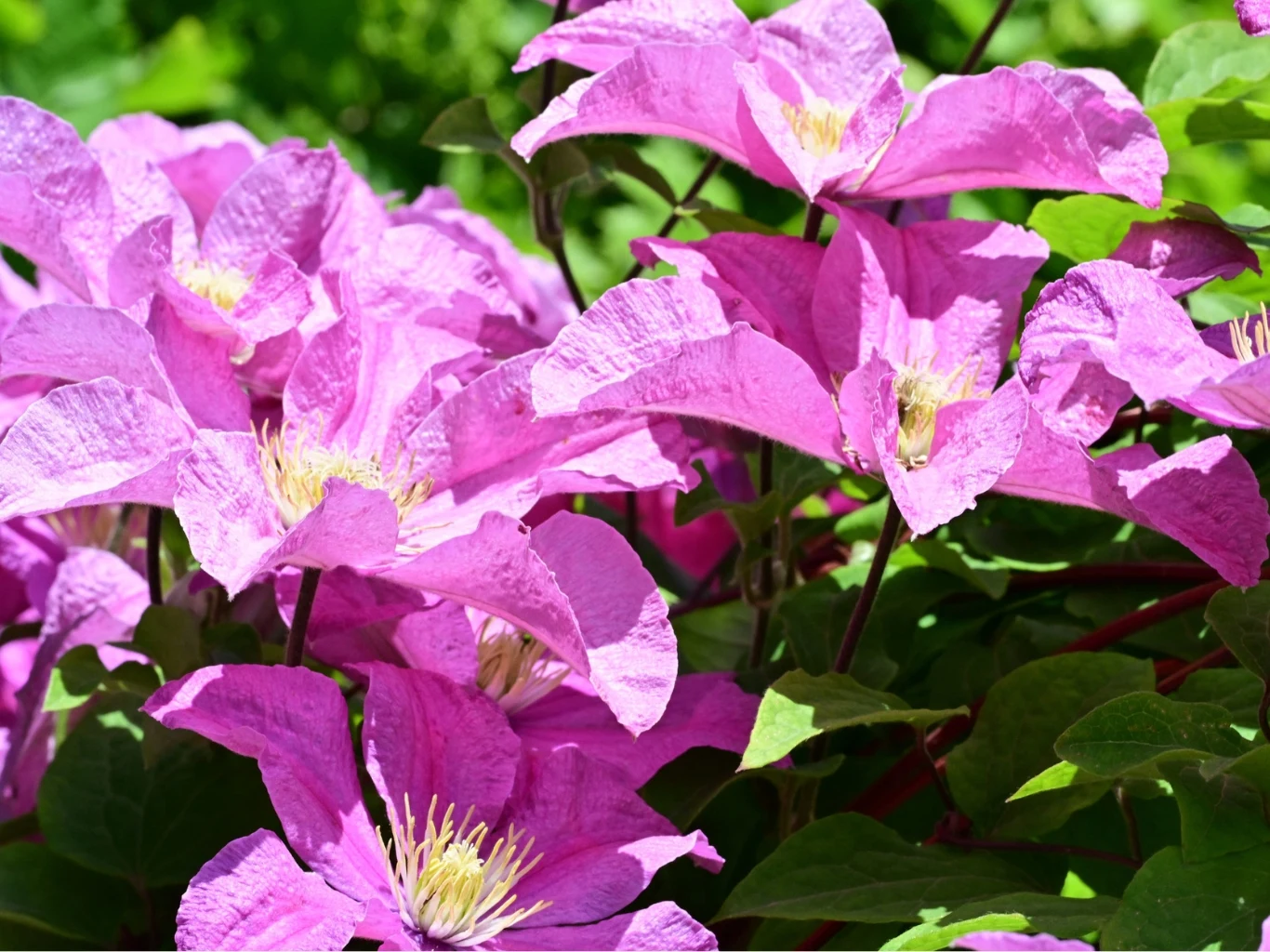 Powojniki dobrze reagują zarówno na nawożenie mineralne, jak i organiczne. Obfite skupienie intensywnie różowych kwiatów powojnika o delikatnych płatkach i żółtych pręcikach, otoczonych soczyście zielonymi liśćmi.