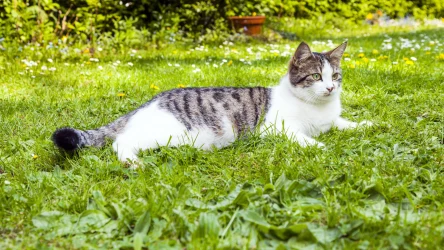 67-latek z woj. wielkopolskiego zastrzelił kota z wiatrówki