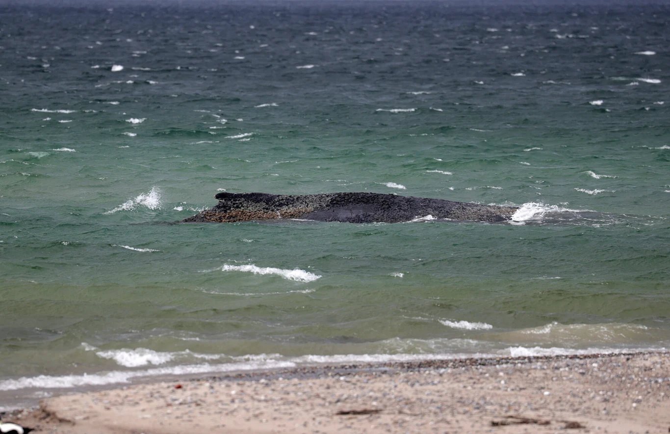 Wzburzone morze z dużym, ciemnym, częściowo zanurzonym ciałem zwierzęcia widocznym tuż pod powierzchnią wody bliżej brzegu.