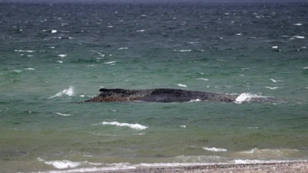 Humbak już kilkukrotnie utknął na płyciznach Bałtyku