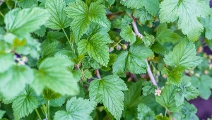 Szwedzka odmiana porzeczki podbija ogrody. Owoce ma ogromne i nie choruje