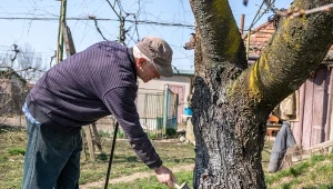 Kora drzew owocowych popękała mimo bielenia? Sadownicy robią specjalną maść