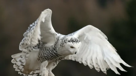 Puchacz śnieżny to jeden z bohaterów opowieści o Harry'm Potterze