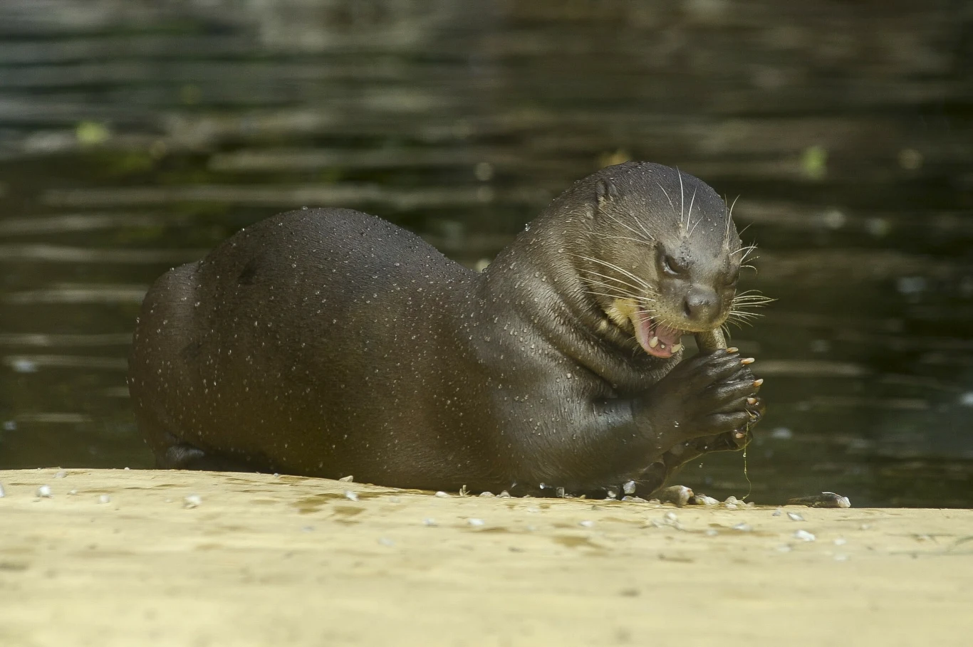 Arirania czyli wydra olbrzymia także migruje wydra o ciemnym, mokrym futrze siedzi nad brzegiem wody i trzyma w łapach jedzenie, intensywnie je gryząc