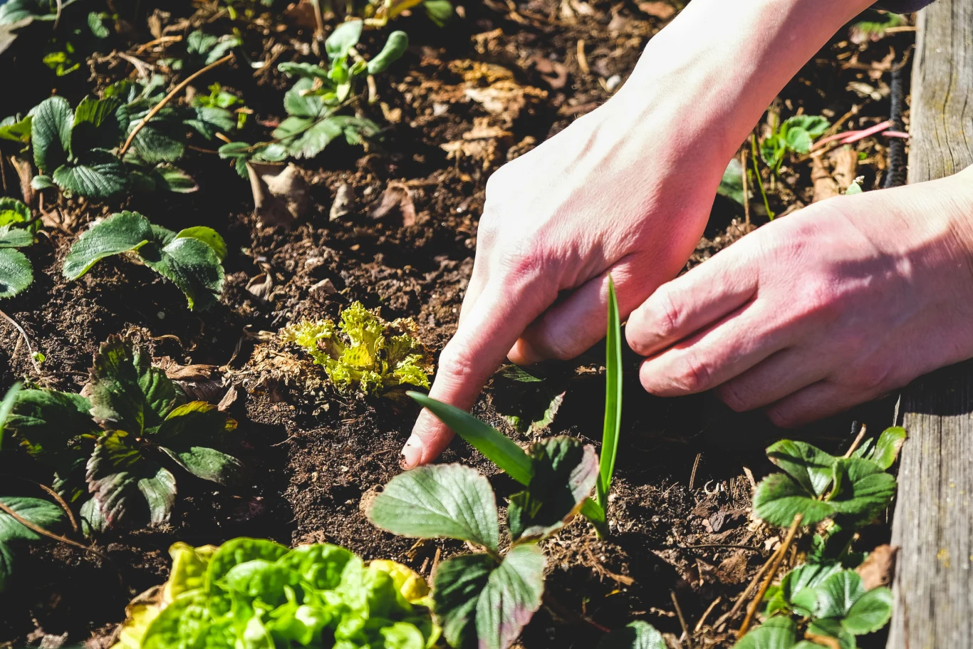 ręce pielące grządki z młodymi roślinami na świeżym powietrzu, wśród widocznych liści poziomek i sałaty