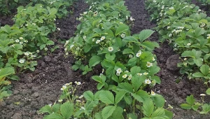 Drugie nawożenie truskawek przed kwitnieniem. Owoce będą słodkie jak miód