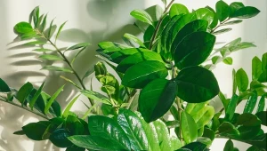 Dodaj do ziemi przy przesadzaniu. Rośliny wypuszczą liść za liściem