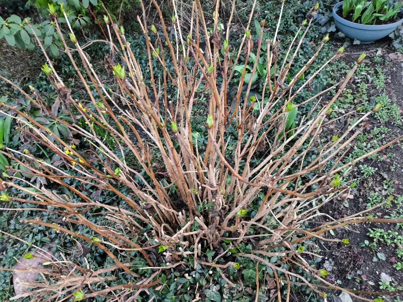 Jakim domowym nawozem zasilić hortensje w kwietniu? Rozgałęziony krzew hortensji z suchymi gałązkami i świeżymi pąkami, otoczony niską roślinnością ogrodową