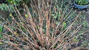 Zmiksuj, a potem podlej hortensje. Kwiaty zasłonią cały krzew