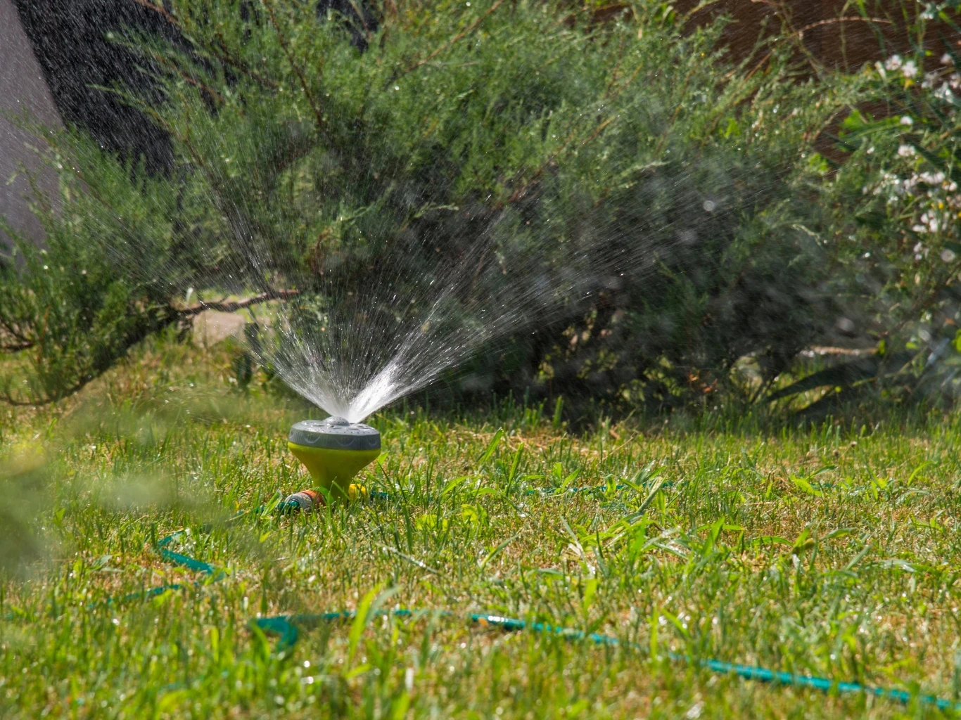 zraszacz ogrodowy podlewający trawnik, otoczony zielonymi roślinami i wężem ogrodowym