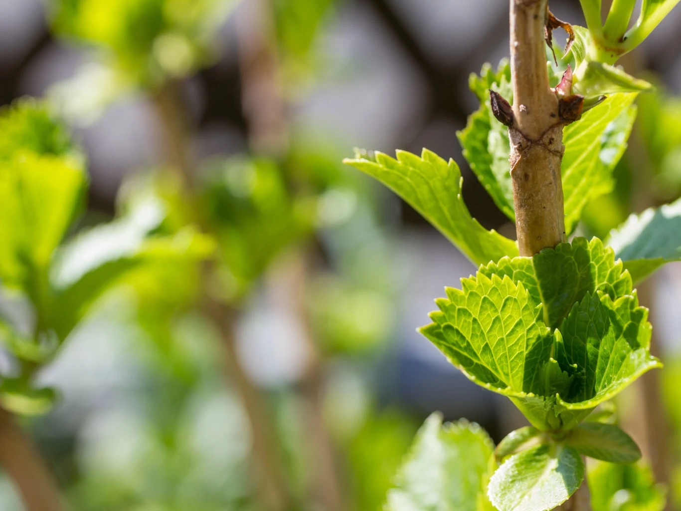 Wiosenna pielęgnacja decyduje o kondycji i kwitnieniu hortensji w sezonie. Świeże, jasnozielone liście hortensji wyrastające wokół jasnobrązowej gałązki, oświetlone naturalnym światłem słonecznym, z rozmytym tłem podkreślającym detale młodej rośliny.