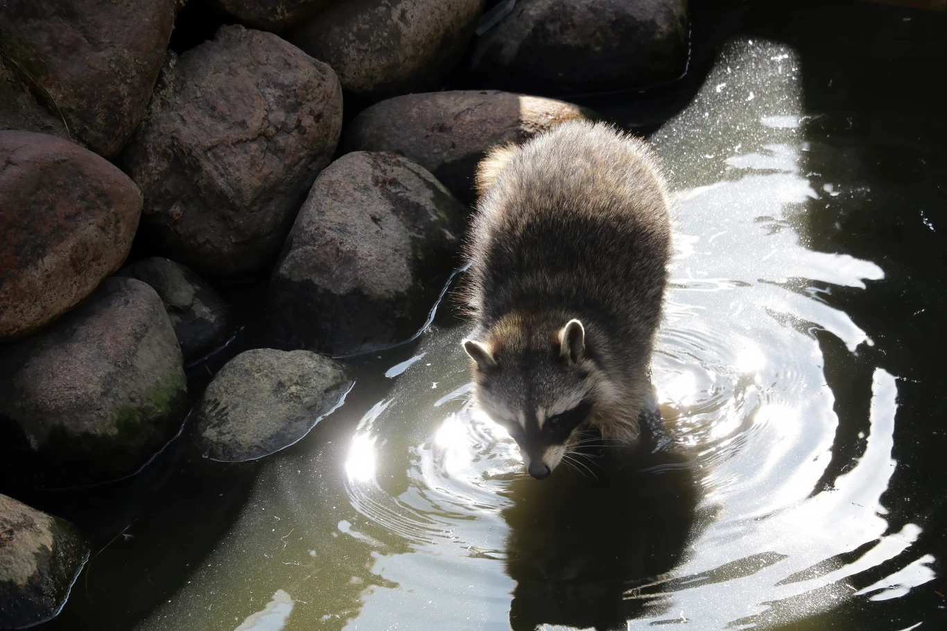 Szopy pracze często kręcą się koło wody szop brodzący w płytkiej wodzie wśród dużych, okrągłych kamieni, z odbijającym się światłem na powierzchni wody
