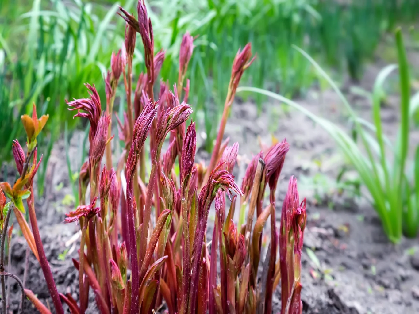 Młode różowe pędy piwonii we wiosennym ogrodzie.
