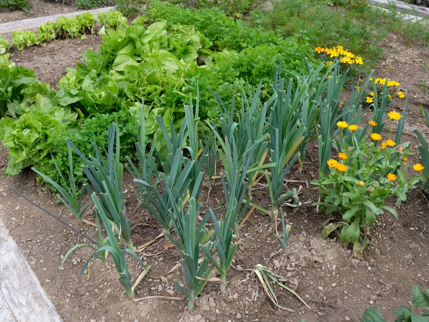 Grządka warzywna z porami, sałatą, pietruszką i marchewką, a także kilkoma kwiatami ozdobnymi. 