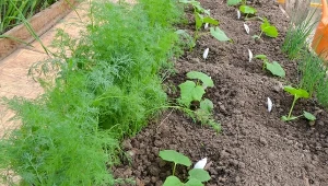 Dobranie odpowiedniego pH gleby wpływa na dobranie odpowiedniego nawożenia i wzrost roślin