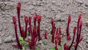 2 łyżki i piwonia tonie w kwiatach. Nawóz lepszy niż wszystkie