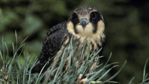 Kobuz to nieduży sokół, który jest specem od chwytania zdobyczy w locie