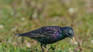 Masz dość pędraków i drutowców? Zawieś w ogrodzie budkę dla szpaka