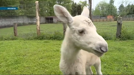 Czysta Polska - odcinek 256