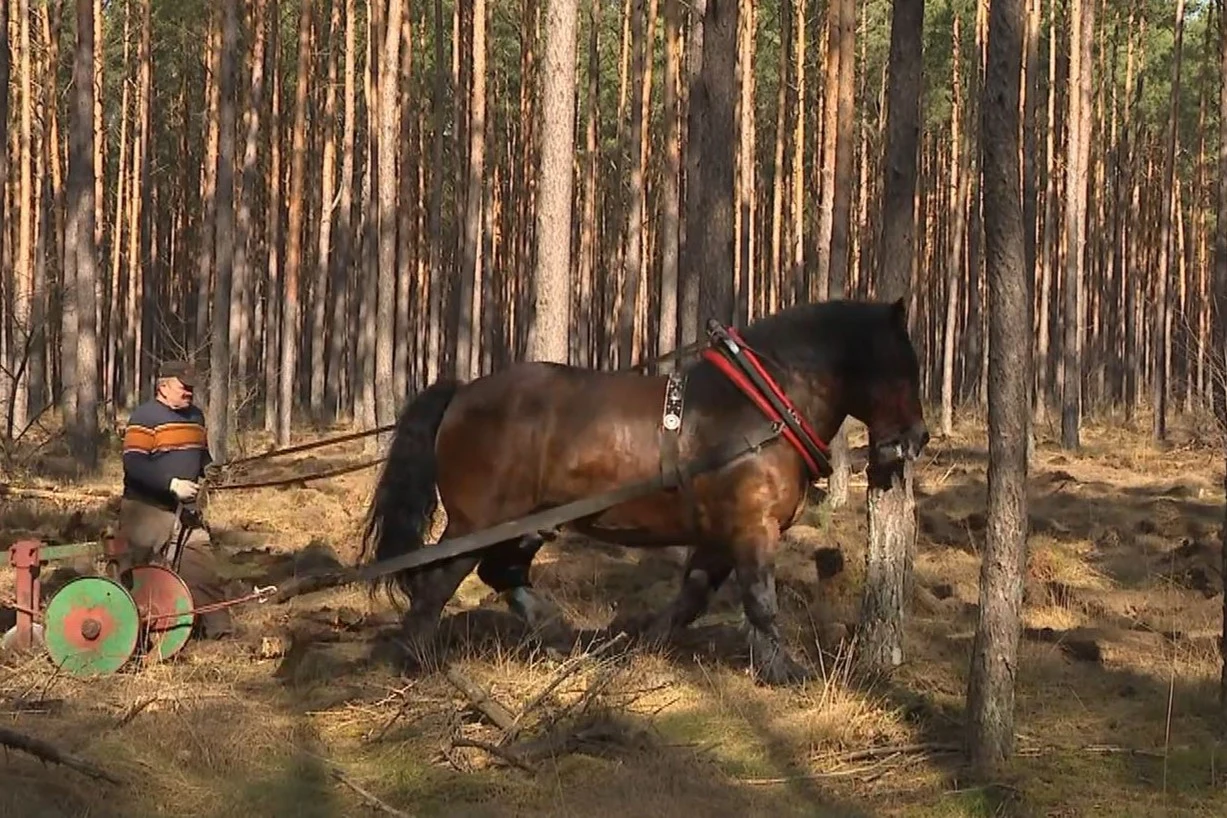 W Nadleśnictwie Smolarz zdecydowano, by powrócić do dawnej metody spulchniania gleby.