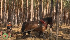 W Nadleśnictwie Smolarz zdecydowano, by powrócić do dawnej metody spulchniania gleby.