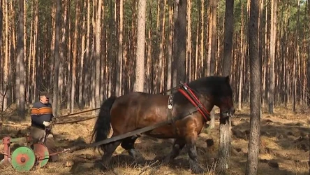 W Nadleśnictwie Smolarz zdecydowano, by powrócić do dawnej metody spulchniania gleby.