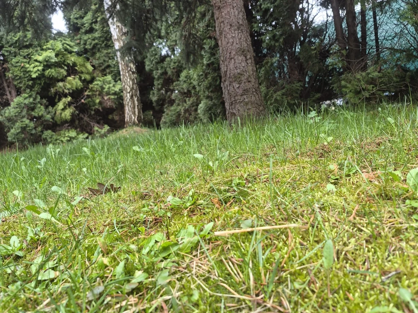 Jak zregenerować trawnik i pozbyć się mchu po zimie? Zielony trawnik po zimie z niewielkimi kępami mchu, w tle drzewa i krzewy w ogrodzie