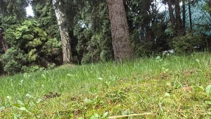 Filc i mech z trawnika usuwa bezbłędnie. Wiosną to obowiązkowy zabieg