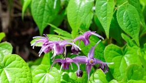 Jak uprawiać epimedium? 