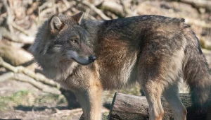 Wilk ugryzł kobietę w strefie handlowej dworca kolejowego Altona w Hamburgu (zdjęcie ilustracyjne)