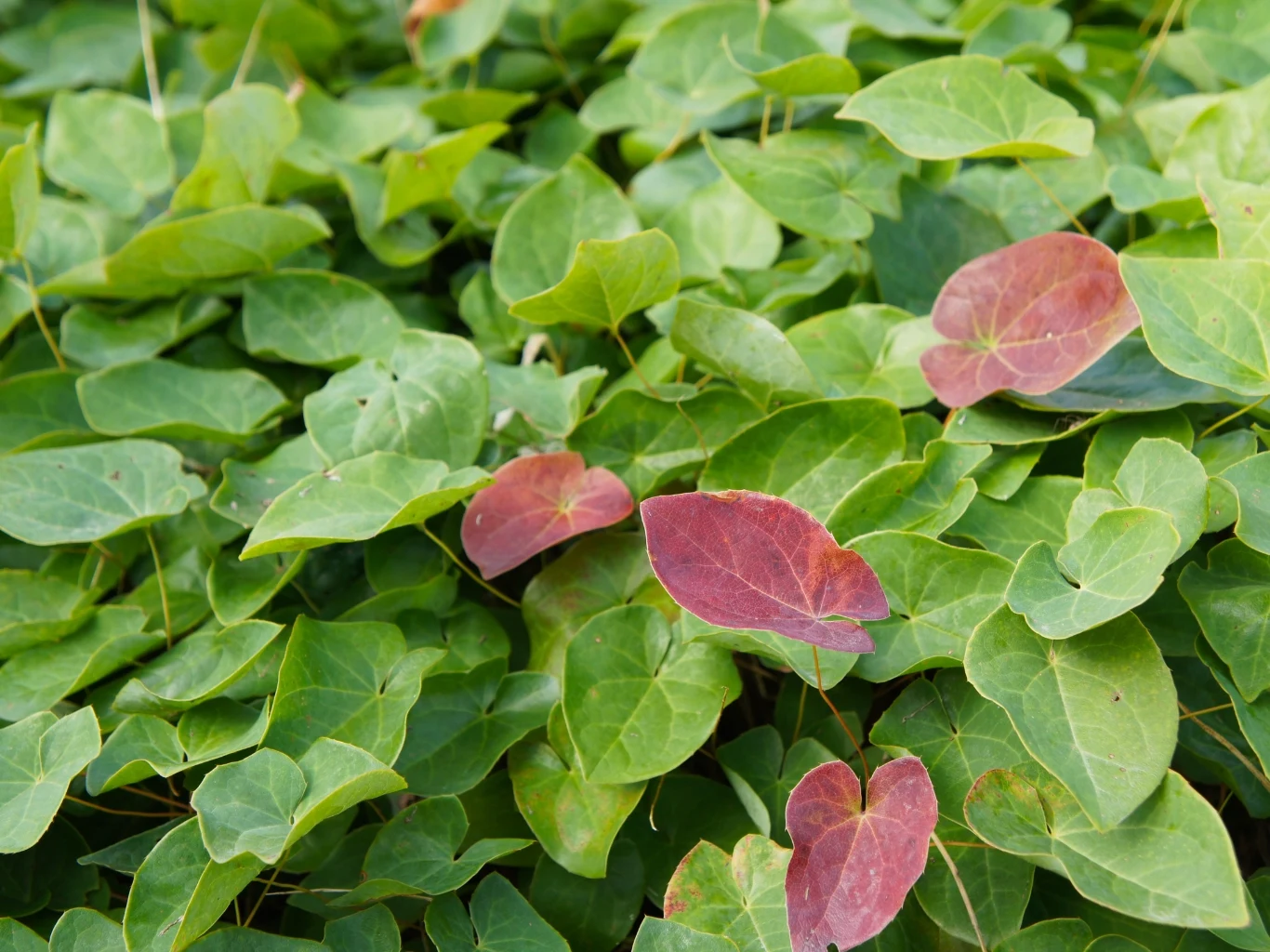 zielone liście rośliny epimedium z wyraźnie widocznymi kilkoma liśćmi w kolorze bordowym, wyróżniającymi się na tle jednolitej zielonej masy