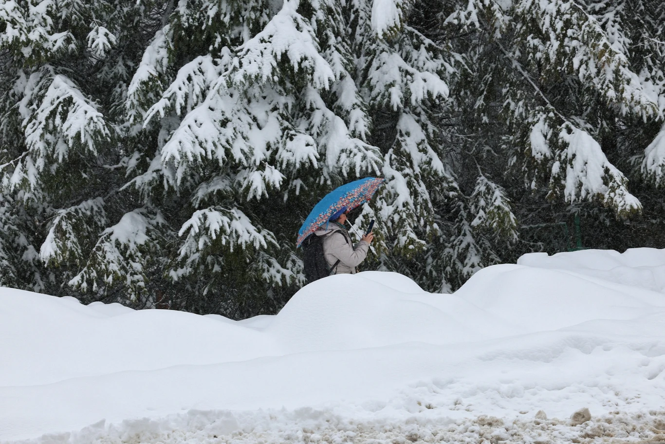osoba idąca przez ośnieżony teren z kolorowym parasolem, otoczona gęstymi drzewami pokrytymi śniegiem