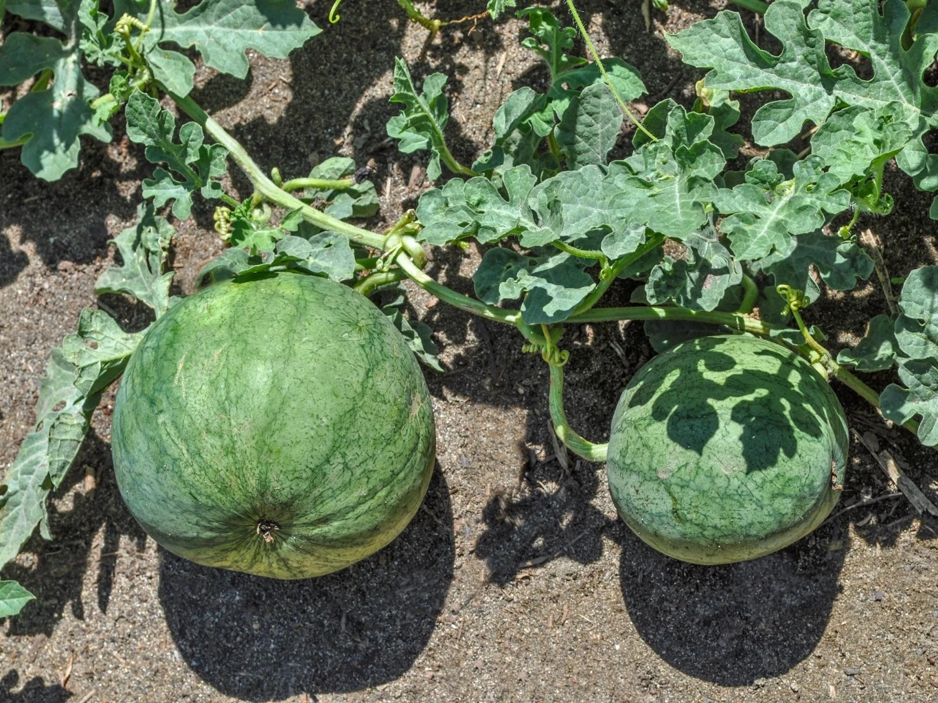 Uprawa arbuzów w ogrodzie nie jest wymagająca Dwa niedojrzałe arbuzy rosnące na pnączu na suchej ziemi, otoczone zielonymi liśćmi rośliny.