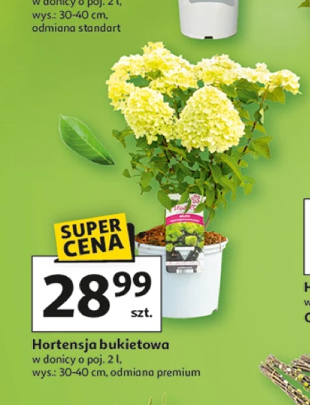 Гортензія Premium