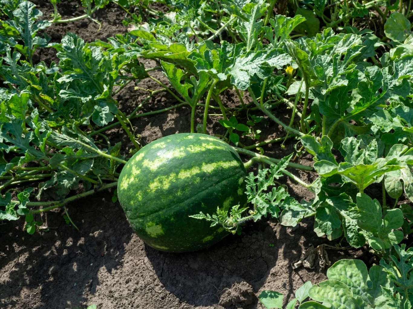 Uprawa arbuza w ogrodzie jest prosta i mało wymagająca Dojrzały arbuz na ziemi wśród liści rośliny w przydomowym ogrodzie podczas uprawy.