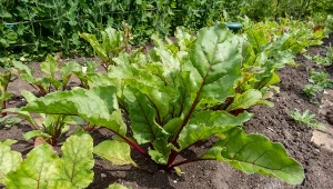 Najsłodszy burak pod słońcem. W kwietniu wysiej wyjątkową odmianę