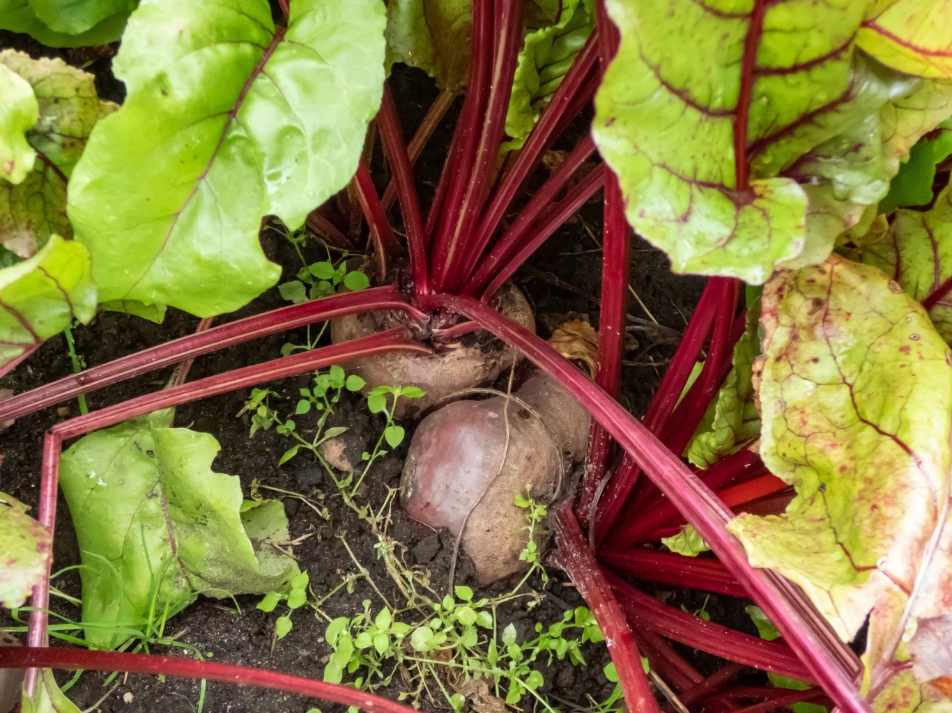 burak rosnący w ziemi otoczony zielonymi liśćmi oraz intensywnie czerwonymi łodygami wyrastającymi z bulwy