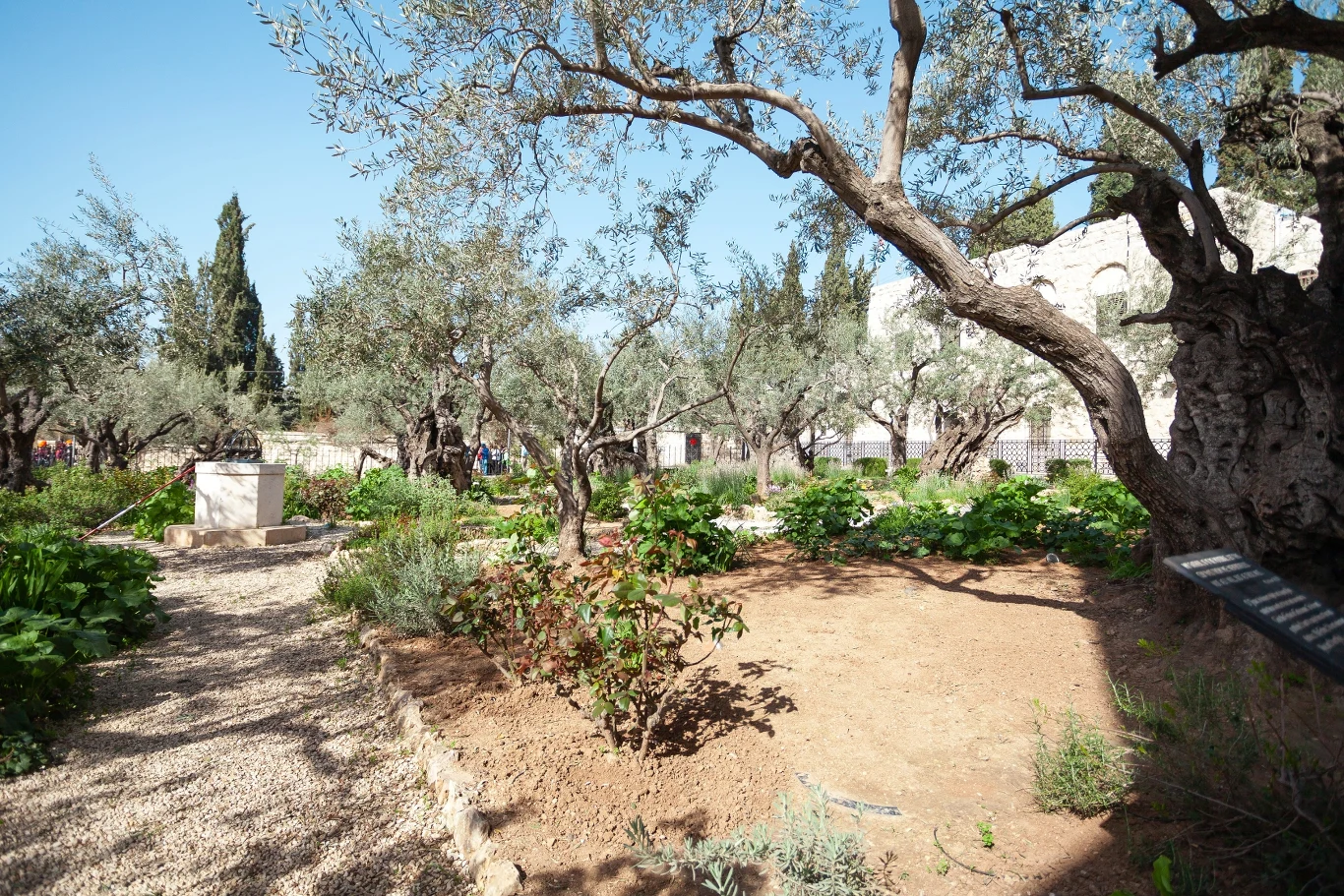 ogród z wieloma drzewami oliwnymi na tle jasnego nieba, pomiędzy którymi znajduje się piaszczysta ścieżka i niskie krzewy, w oddali widoczny fragment kamiennego muru