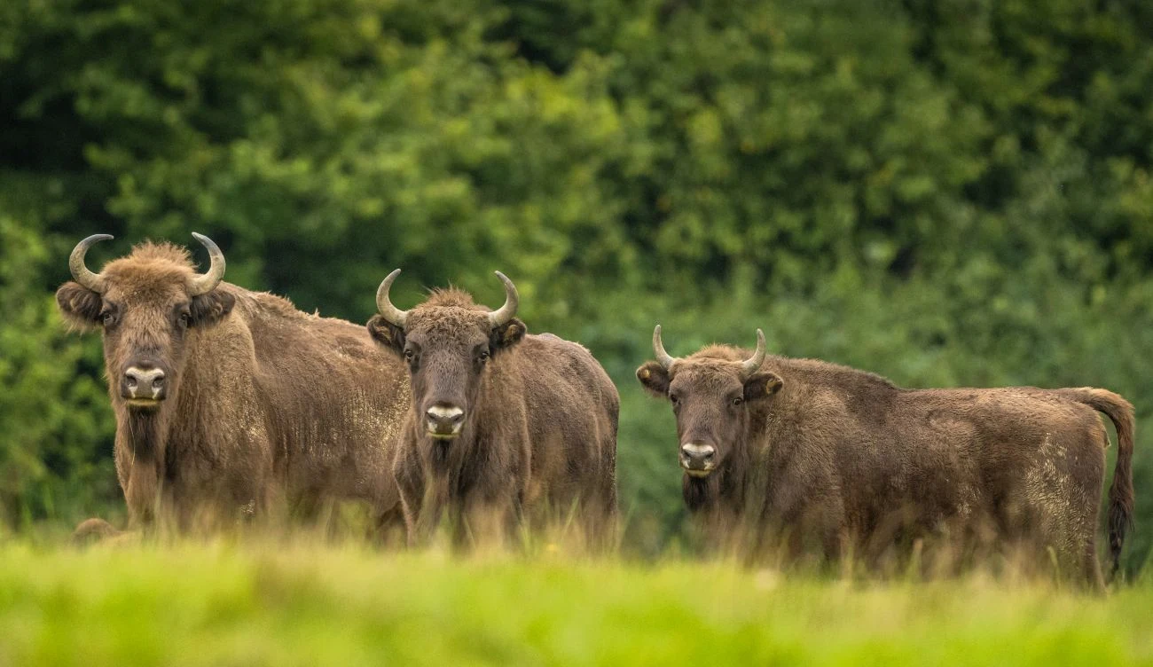 Tegoroczna inwentaryzacja potwierdziła stabilność populacji bieszczadzkich żubrów Żubry stojące na polanie letniej, zwrócone pyskiem do obiektywu.