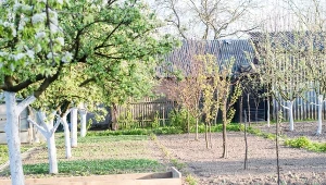 Zawieś na jabłoni i gruszy. W naturalny sposób zwalczy robactwo