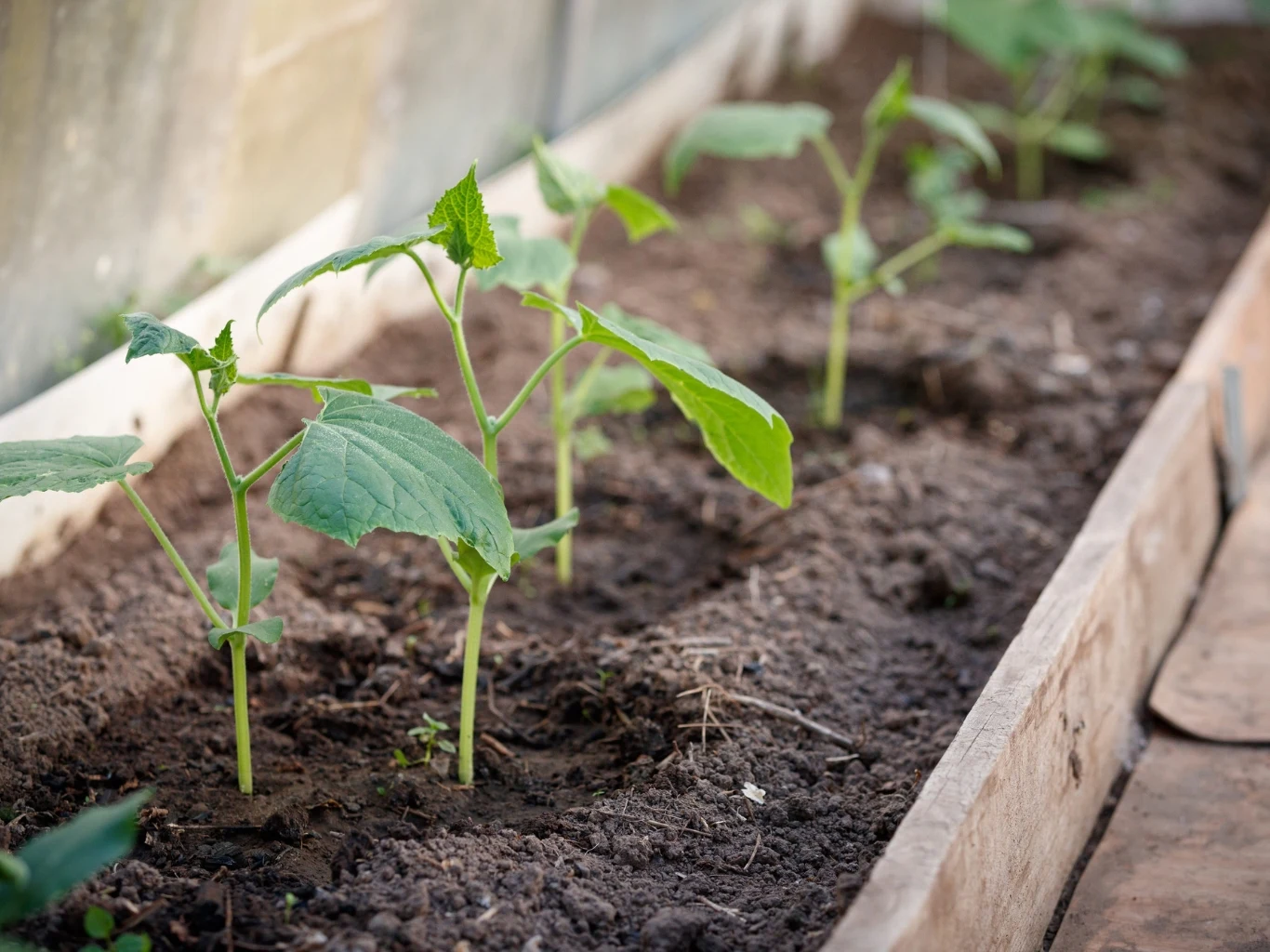 Młode sadzonki ogórków rosnące w rzędzie w drewnianej skrzyni wypełnionej żyzną ziemią, ustawionej w szklarni.