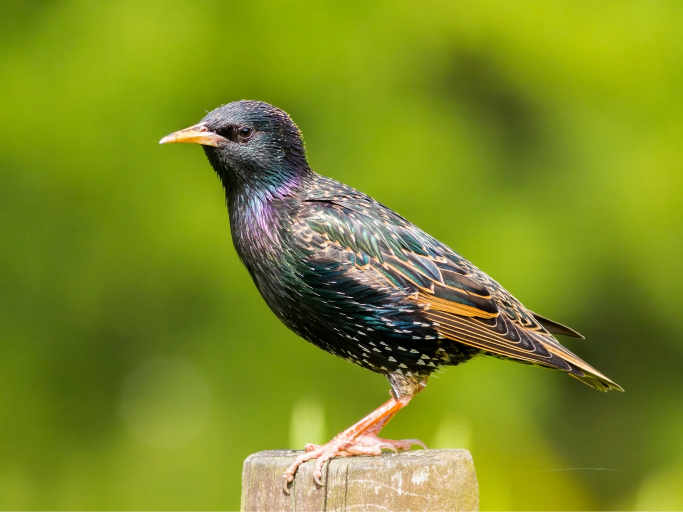 szpak siedzący na drewnianym słupku w ogrodzie na tle zieleni.
