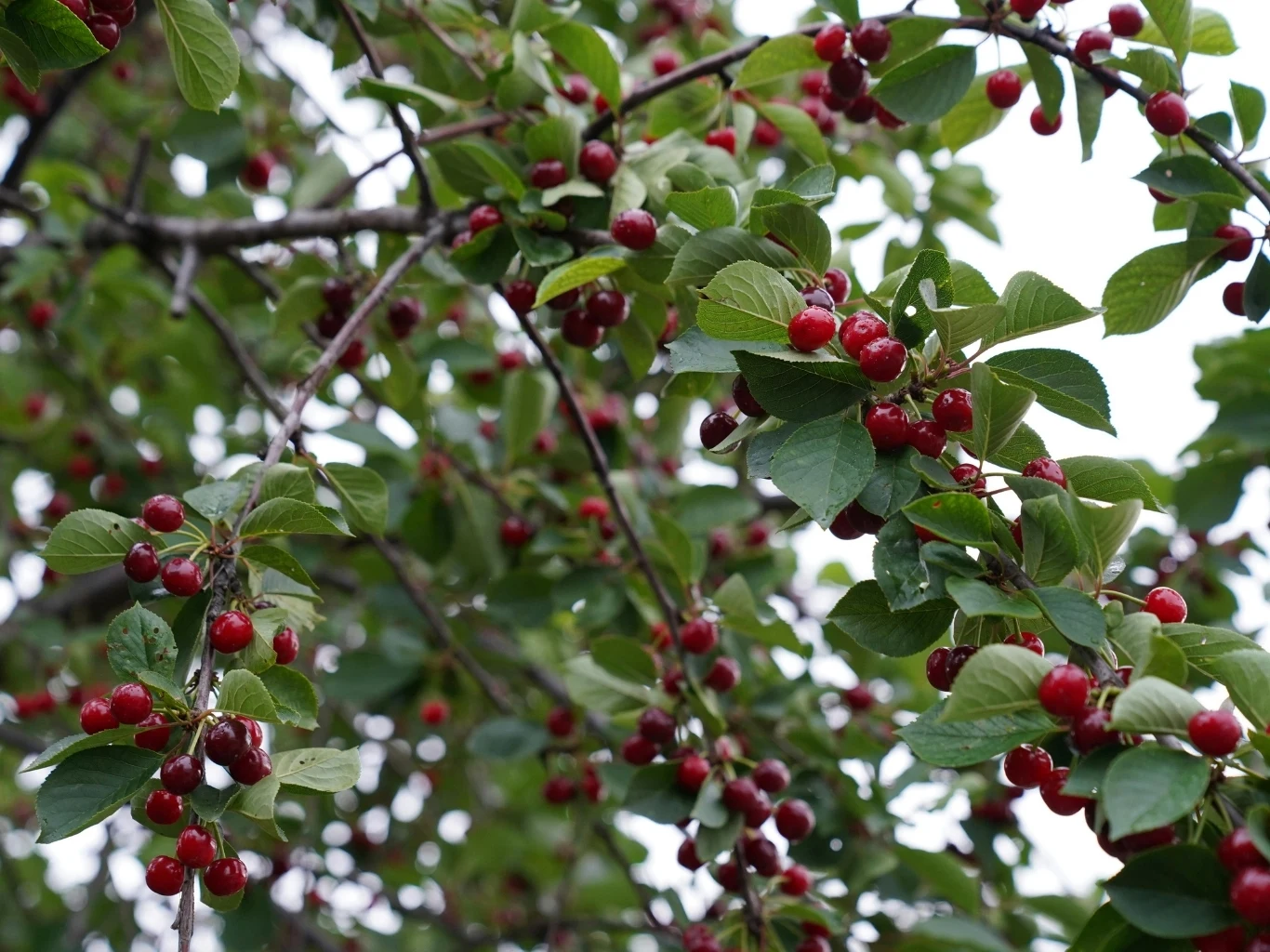 Gałęzie drzewa obsypane czerwonymi, dojrzałymi wiśniami wśród zielonych liści.