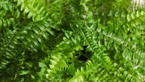 Dodaj do ziemi przy przesadzaniu. Rośliny wypuszczą liść za liściem