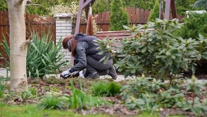 Jak sprawdzić pH gleby? Przeprowadź test z czerwoną kapustą