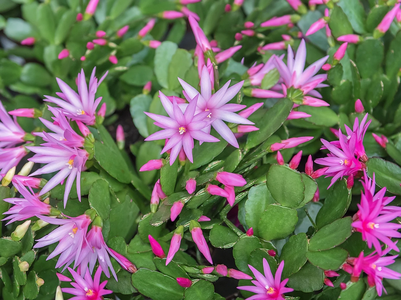 Kaktus wielkanocny może nie zakwitnąć z kilku powodów. Kwitnący kaktus wielkanocny.