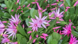 Kaktus wielkanocny nie kwitnie? Większość osób popełnia jeden błąd