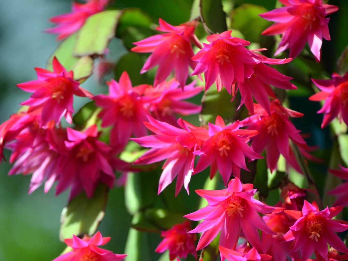 Kaktus wielkanocny wymaga okresu spoczynku do obfitego kwitnienia. Kwitnący kaktus wielkanocny w domu.