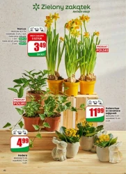 Tydzień pełen świeżych smaków – Dino